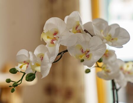flowers are important for the mind, relax at Mitterwallnerhof, schladming, styria, austria